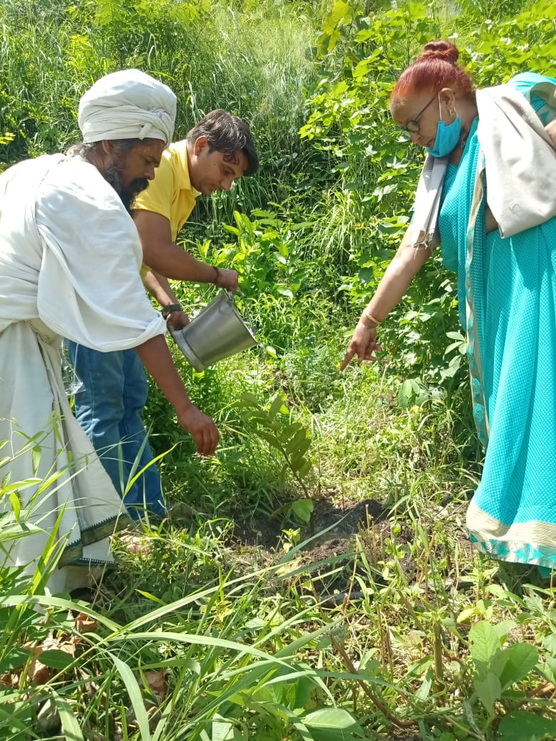 Tree Plantation During Uttarakhandi Lok Parv - Harela - 2021